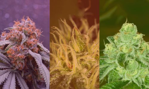 Sativa, Indica, and Hybrids: What's the difference? Learn more at Trove Cannabis