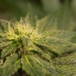 medical cannabis in bellingham trove cannabis