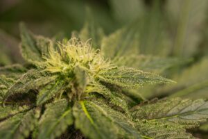 medical cannabis in bellingham trove cannabis