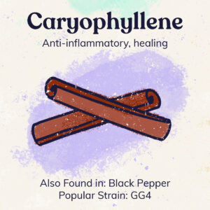 Caryophyllene Graphic