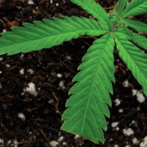 sweetwater farms cannabis Organically Fed