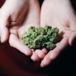 Medical Marijuana Buds