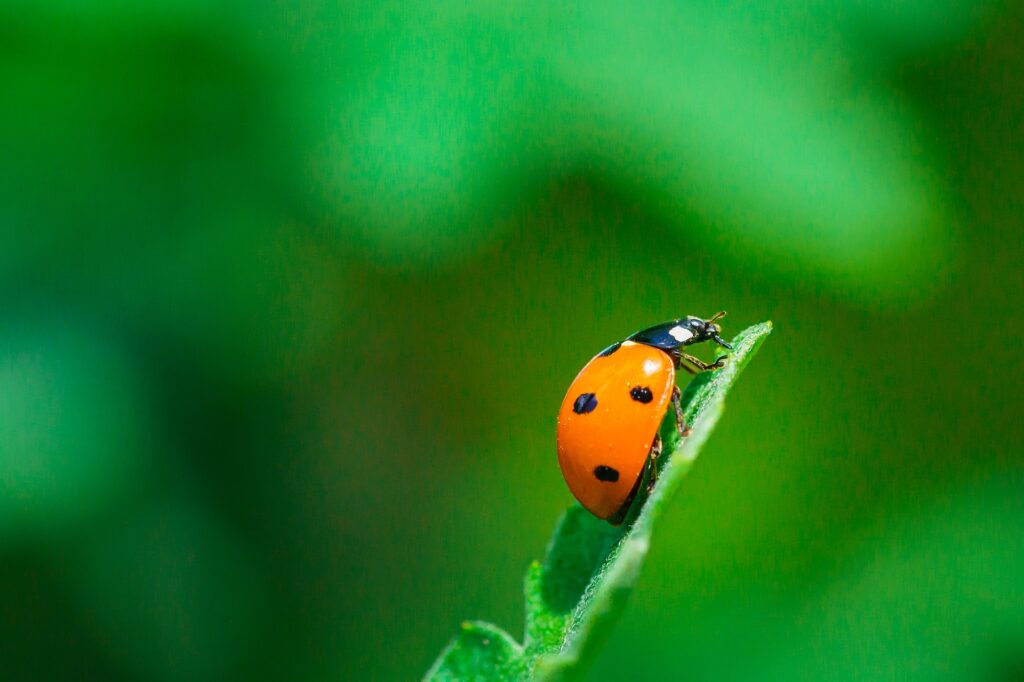 Ladybug Saves Cannabis