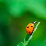 Ladybug Saves Cannabis