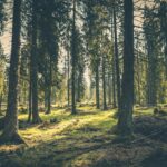 Forest Trees
