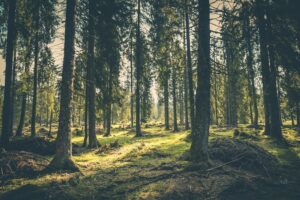 Forest Trees